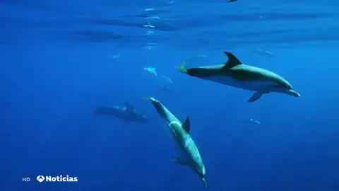 Un velero navegará dos años para realizar un viaje por la conservación mundial Un velero navegará dos años para realizar un viaje por la conservación mundial