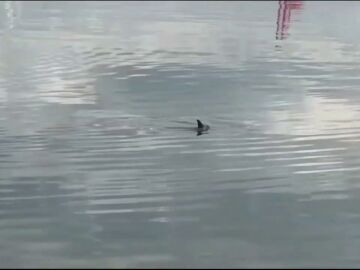 Un delfín perdido no consigue salir del puerto de Vilagarcía de Arousa, en Pontevedra