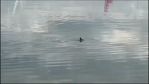 Un delfín perdido no consigue salir del puerto de Vilagarcía de Arousa, en Pontevedra Un delfín perdido no consigue salir del puerto de Vilagarcía de Arousa, en Pontevedra