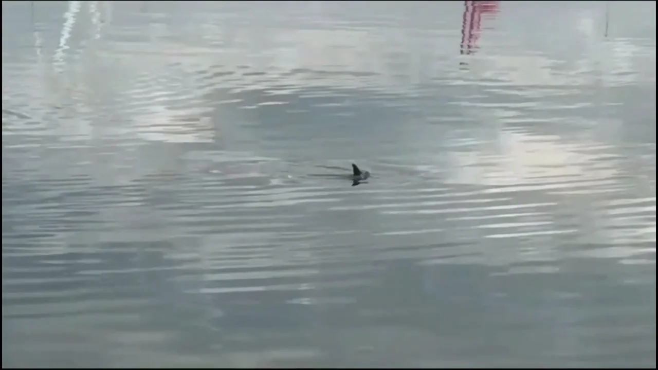 Un delfín perdido no consigue salir del puerto de Vilagarcía de Arousa, en Pontevedra Un delfín perdido no consigue salir del puerto de Vilagarcía de Arousa, en Pontevedra