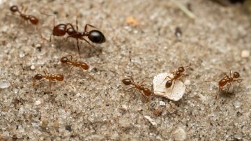 La hormiga roja de fuego se establece en Europa y podria llegar a Espana