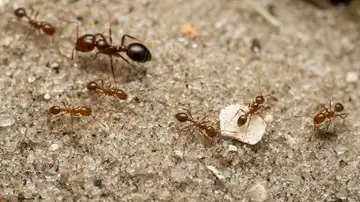 La hormiga roja de fuego se establece en Europa y podria llegar a Espana