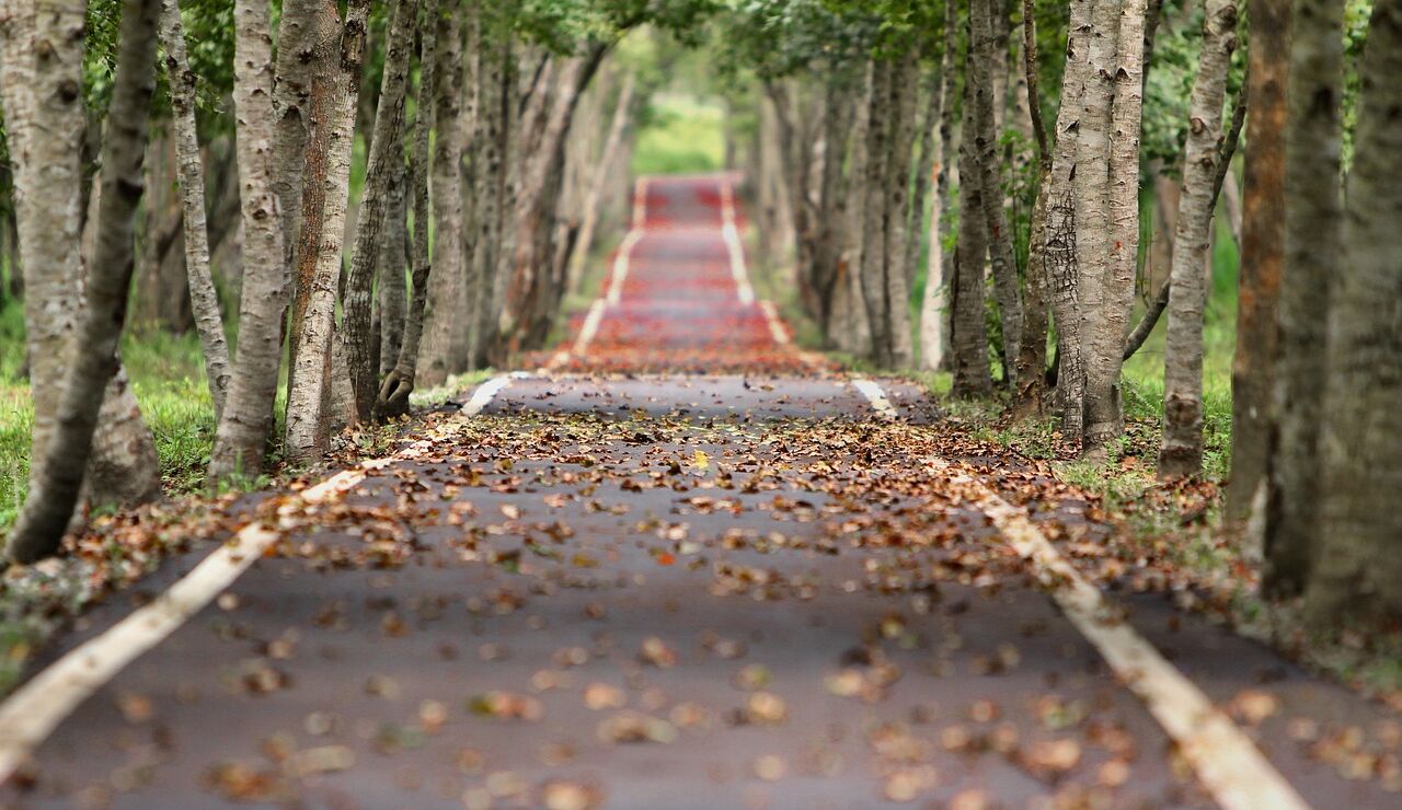 Una avenida en oto&ntilde;o