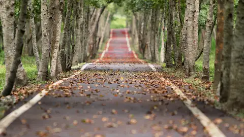 Una avenida en otoño Una avenida en otoño