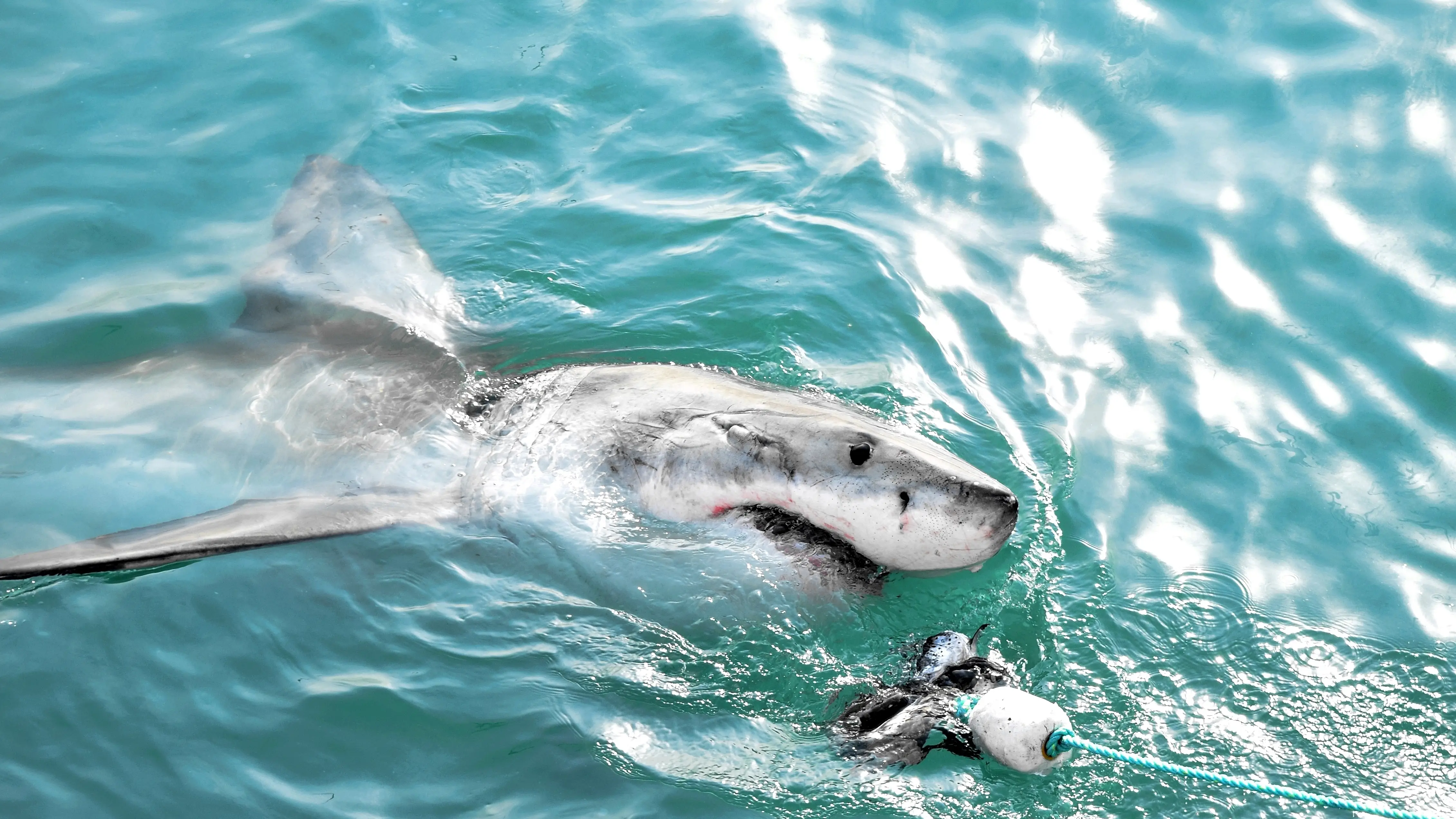 Un tibur&oacute;n en el mar