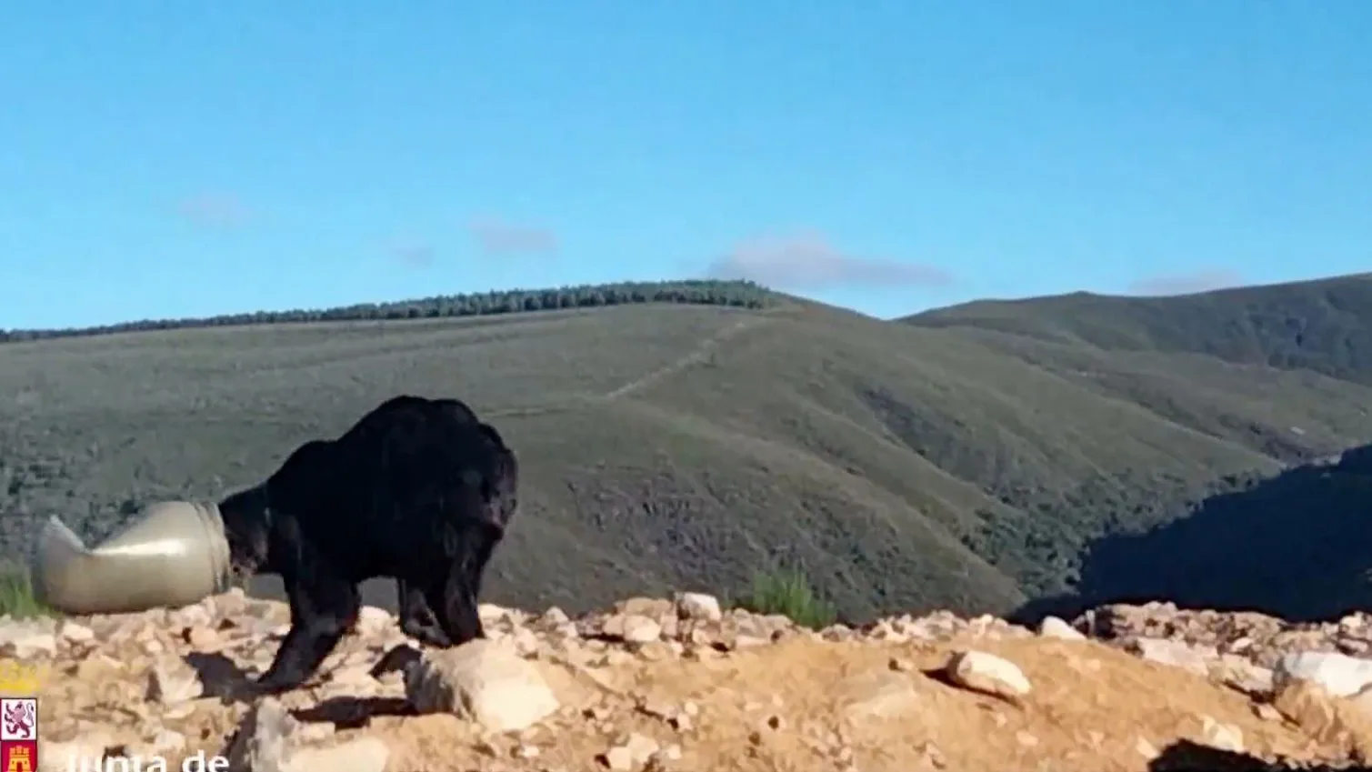 Oso con la cabeza atrapada en un bidón Oso con la cabeza atrapada en un bidón