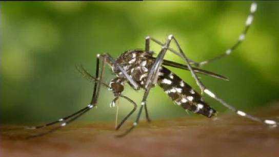 Un mosquito tigre Un mosquito tigre