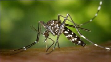 Un mosquito tigre