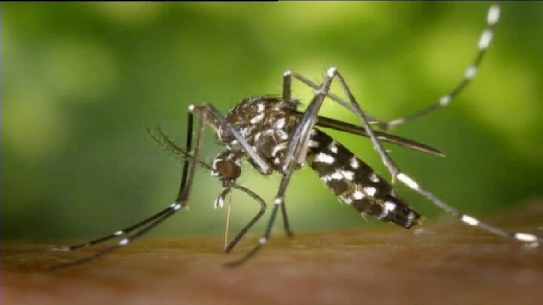 Un mosquito tigre Un mosquito tigre