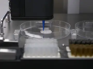 Investigadores de la UMH crean piel en 3D Investigadores de la UMH crean piel en 3D
