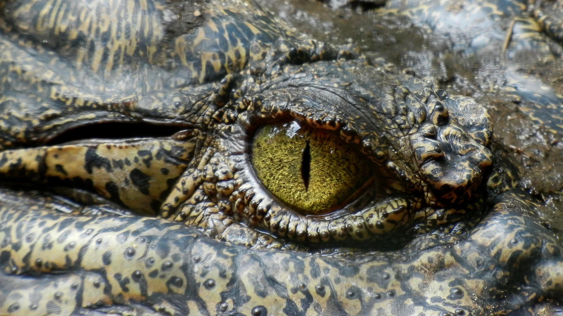 El ojo de un caimán