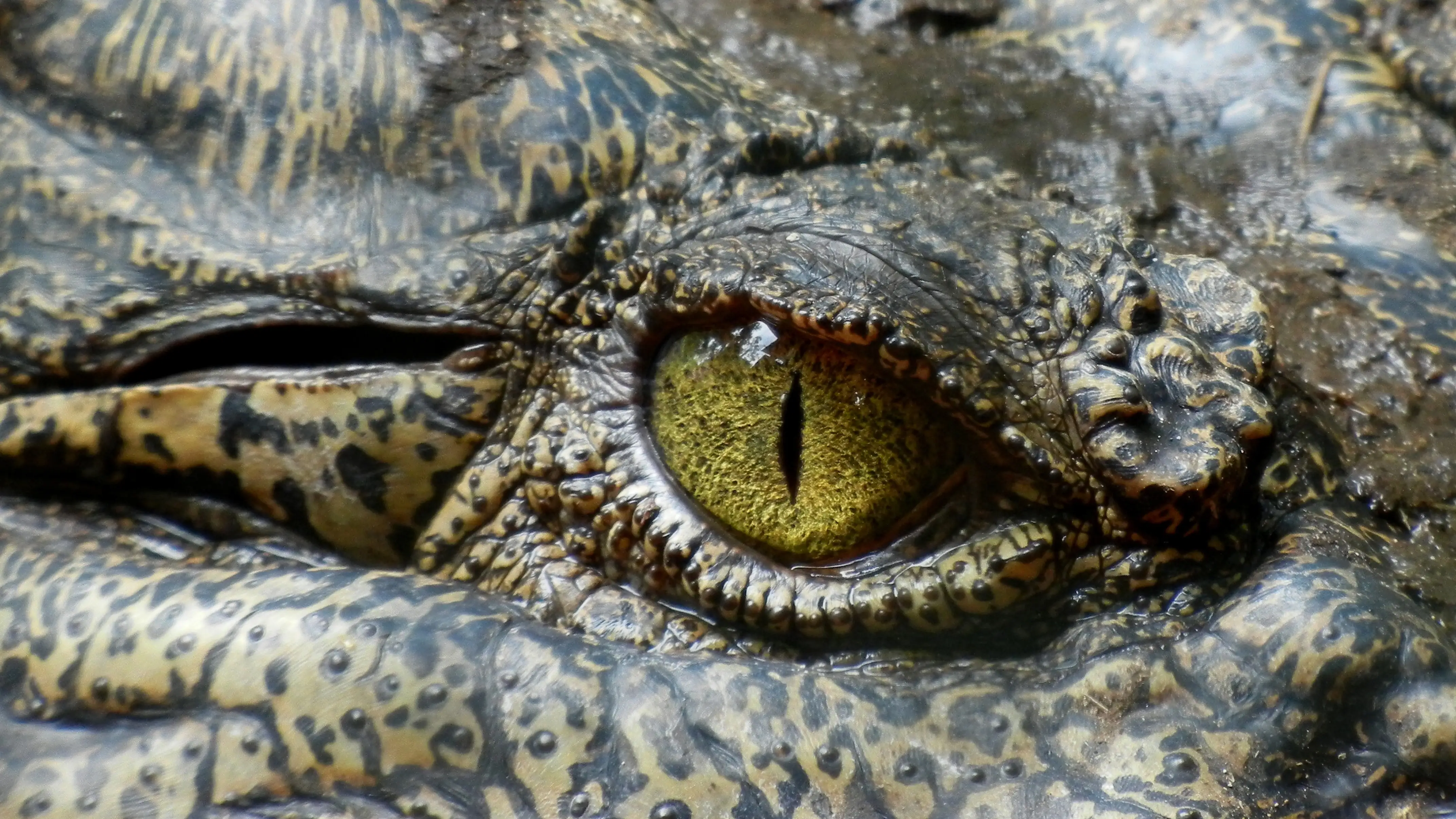 El ojo de un caimán El ojo de un caimán