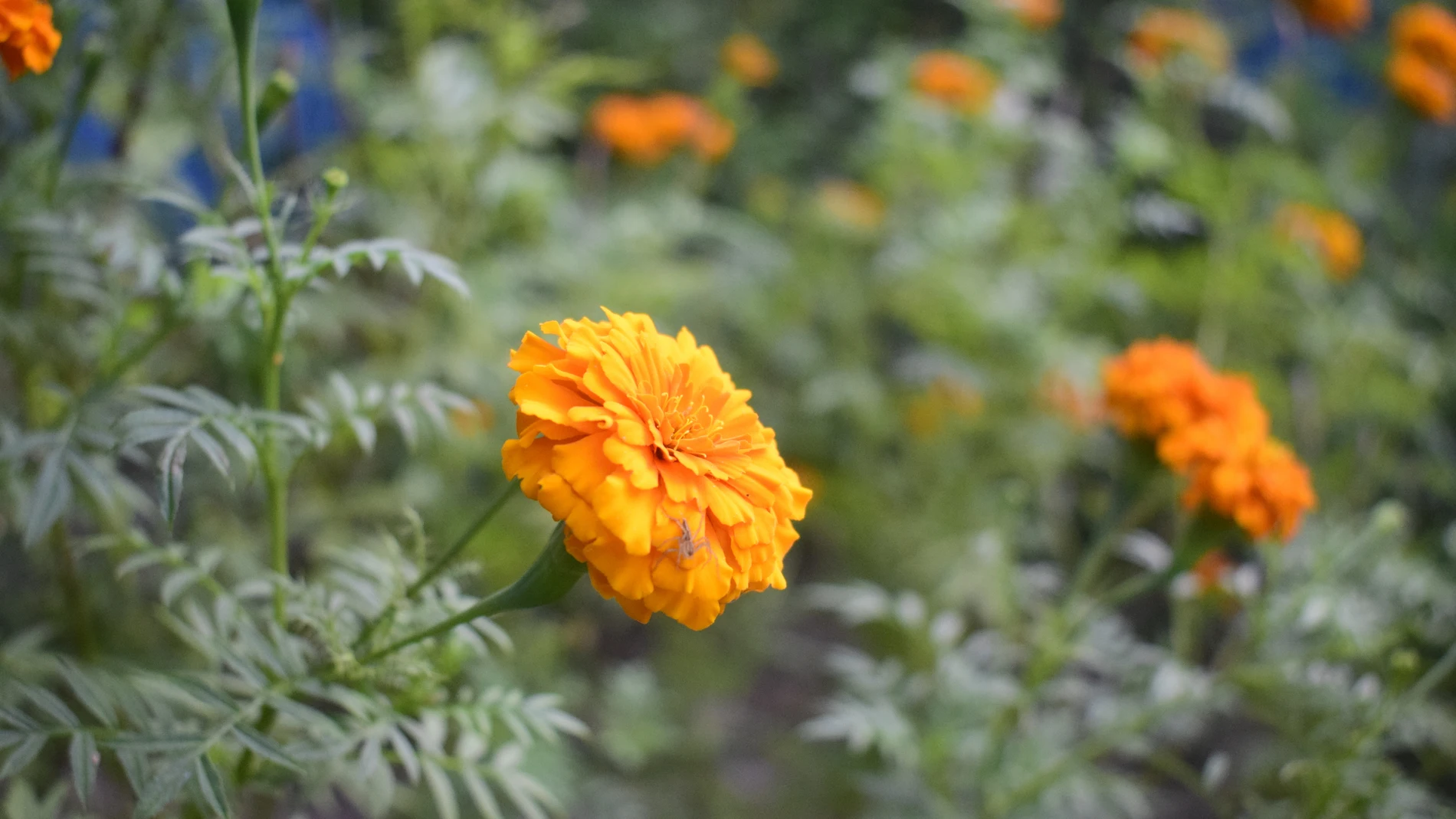 Caléndula Caléndula