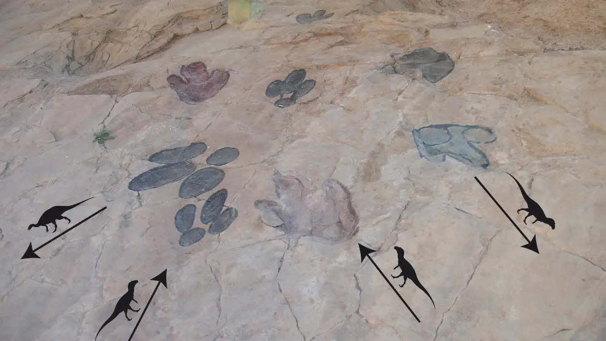 Huellas f&oacute;siles de dinosaurios