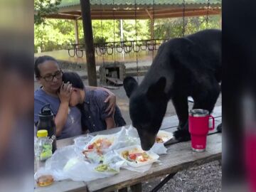 Oso en un picnic