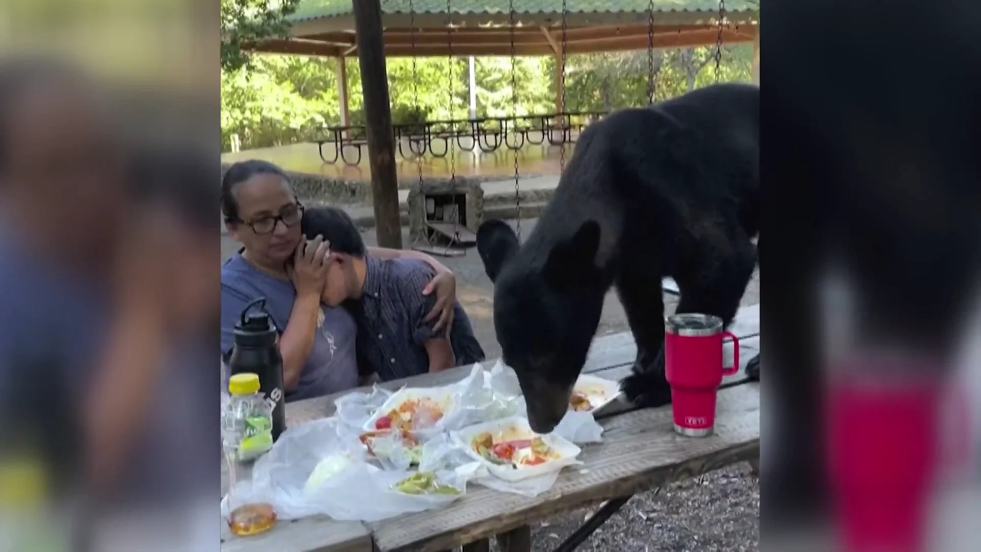 Oso en un picnic Antena 3 Noticias