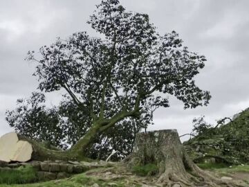 árbol talado