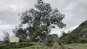 árbol talado