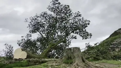 árbol talado Antena 3 Noticias