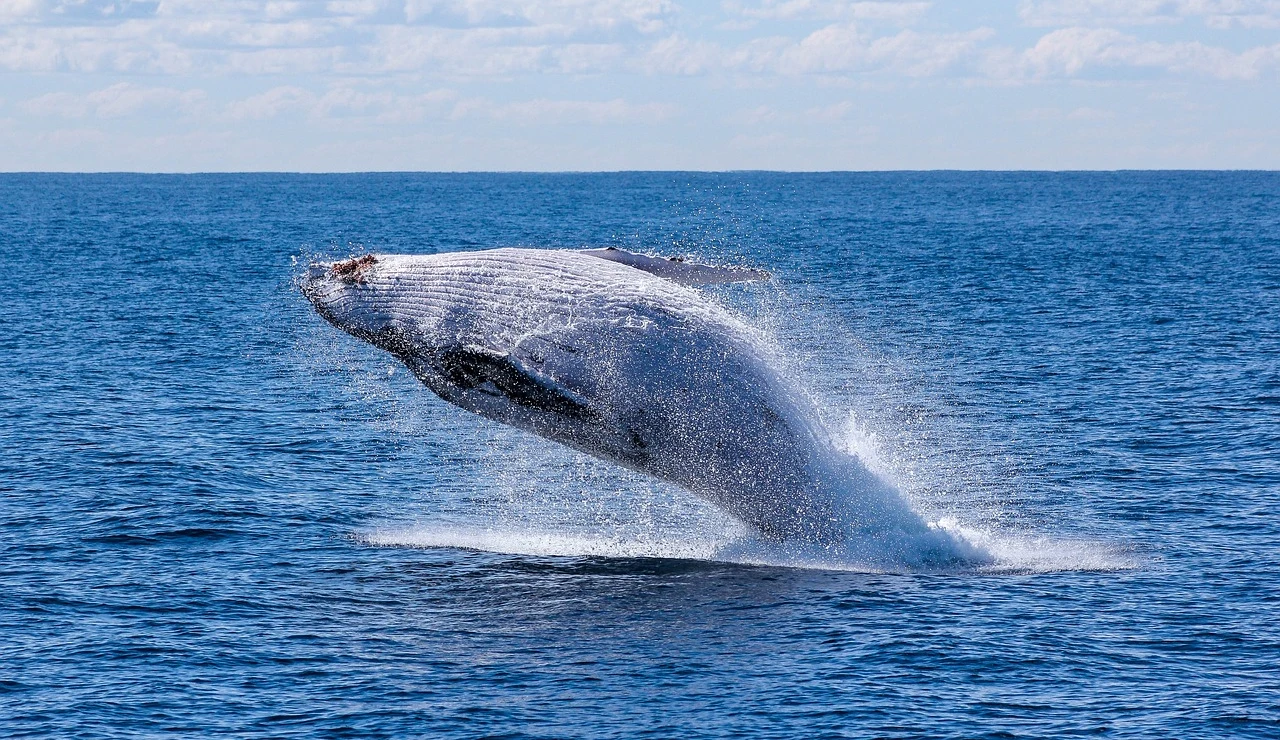 Imagen de archivo de una ballena en el mar