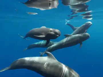 Ballena piloto Ballena piloto