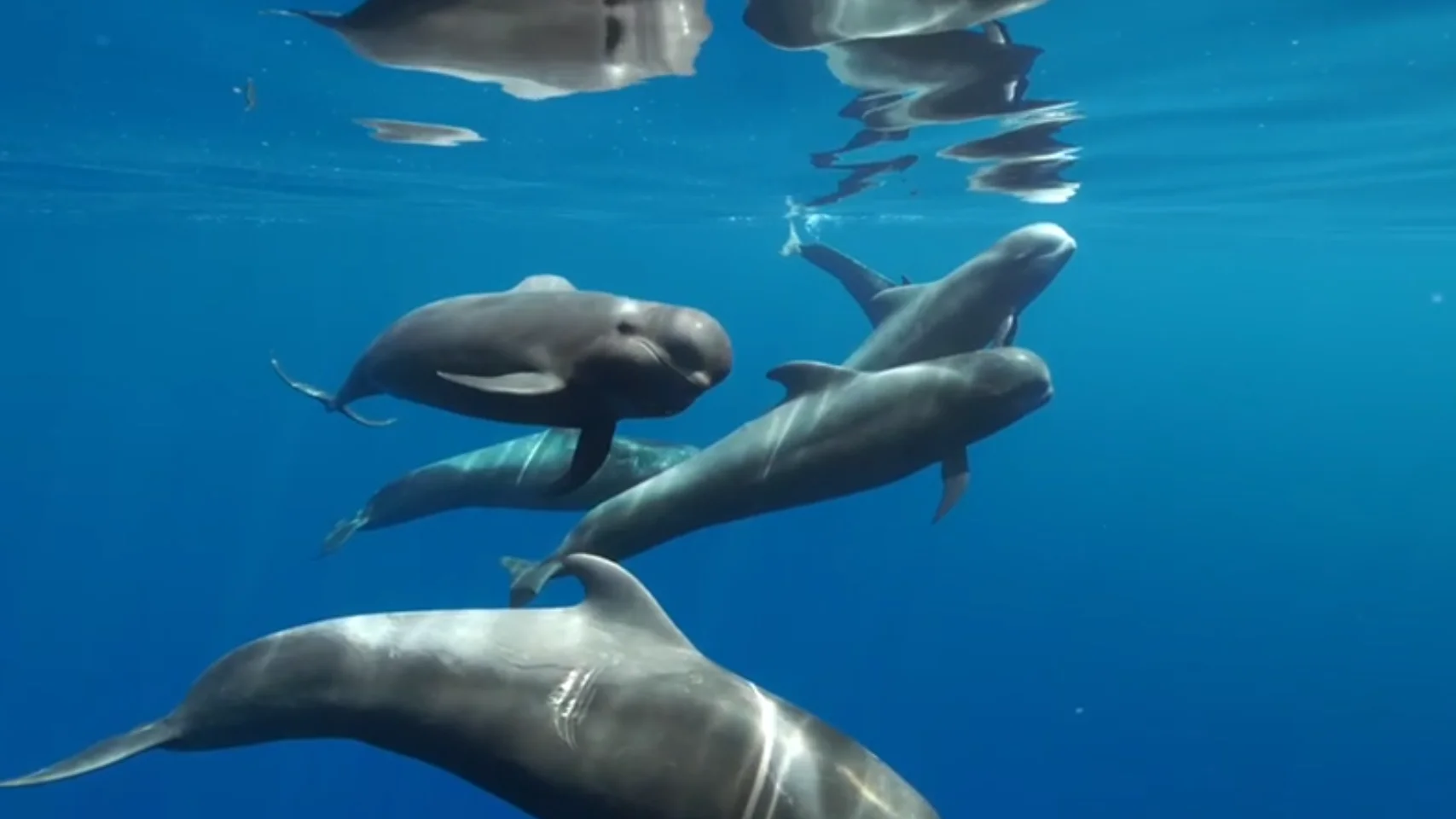 Ballena piloto