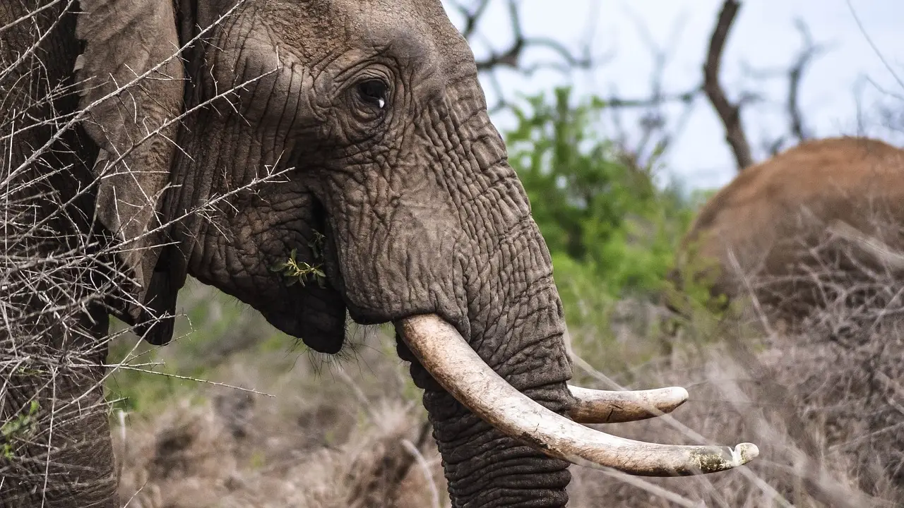 Imagen de un elefante