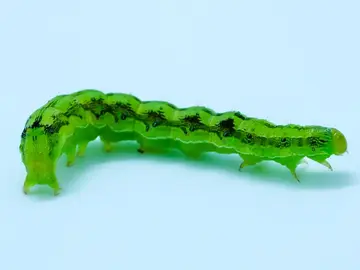 Oruga soldado (Spodoptera exigua) Oruga soldado (Spodoptera exigua)