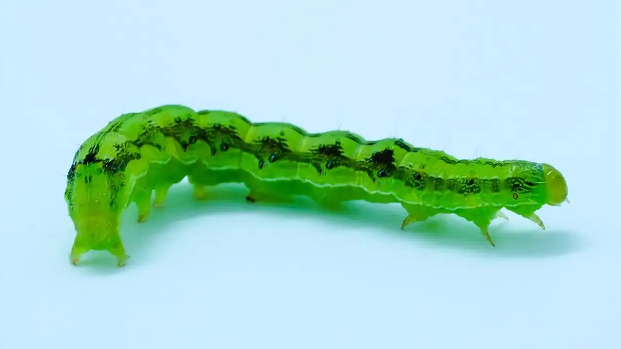 Oruga soldado (Spodoptera exigua)