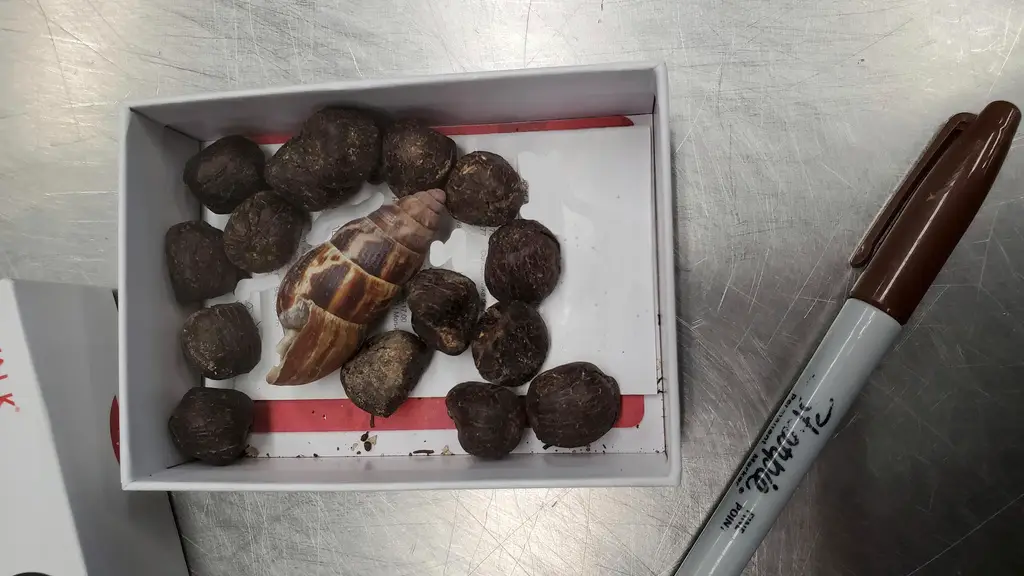 La caja que conten&iacute;a las heces de jirafa