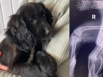 Imágenes de la cachorra de 11 semanas, Ariel Imágenes de la cachorra de 11 semanas, Ariel