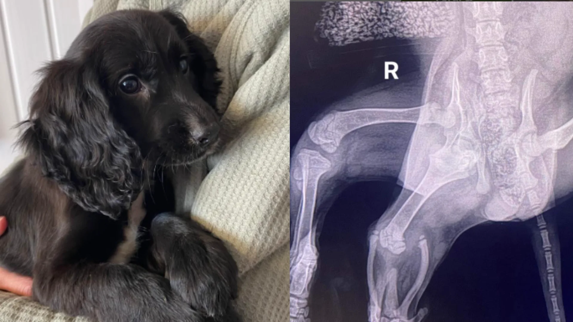 Im&aacute;genes de la cachorra de 11 semanas, Ariel