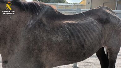 Detenido por tener a una yegua desnutrida en una caballeriza de Sevilla en un 
