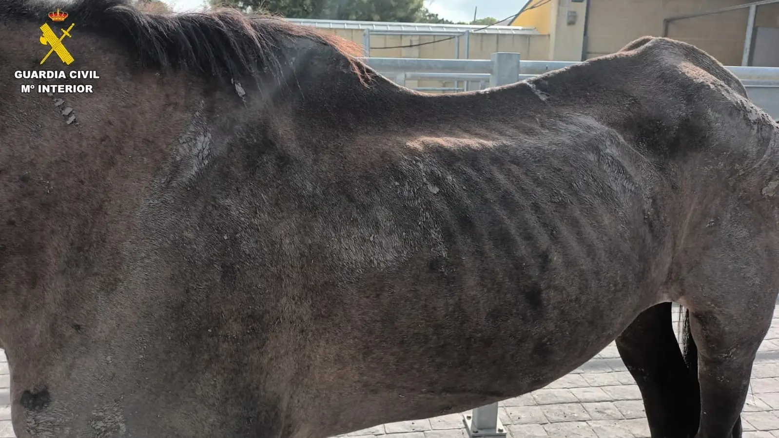 Estado de la yegua en una caballeriza de Sevilla Estado de la yegua en una caballeriza de Sevilla