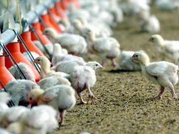 Pollos en una granja avícola