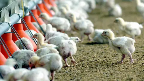 Pollos en una granja avícola Pollos en una granja avícola