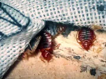 Las chinches llegan a España tras la plaga en Francia: este es el método más efectivo para acabar con ellas Las chinches llegan a España tras la plaga en Francia: este es el método más efectivo para acabar con ellas