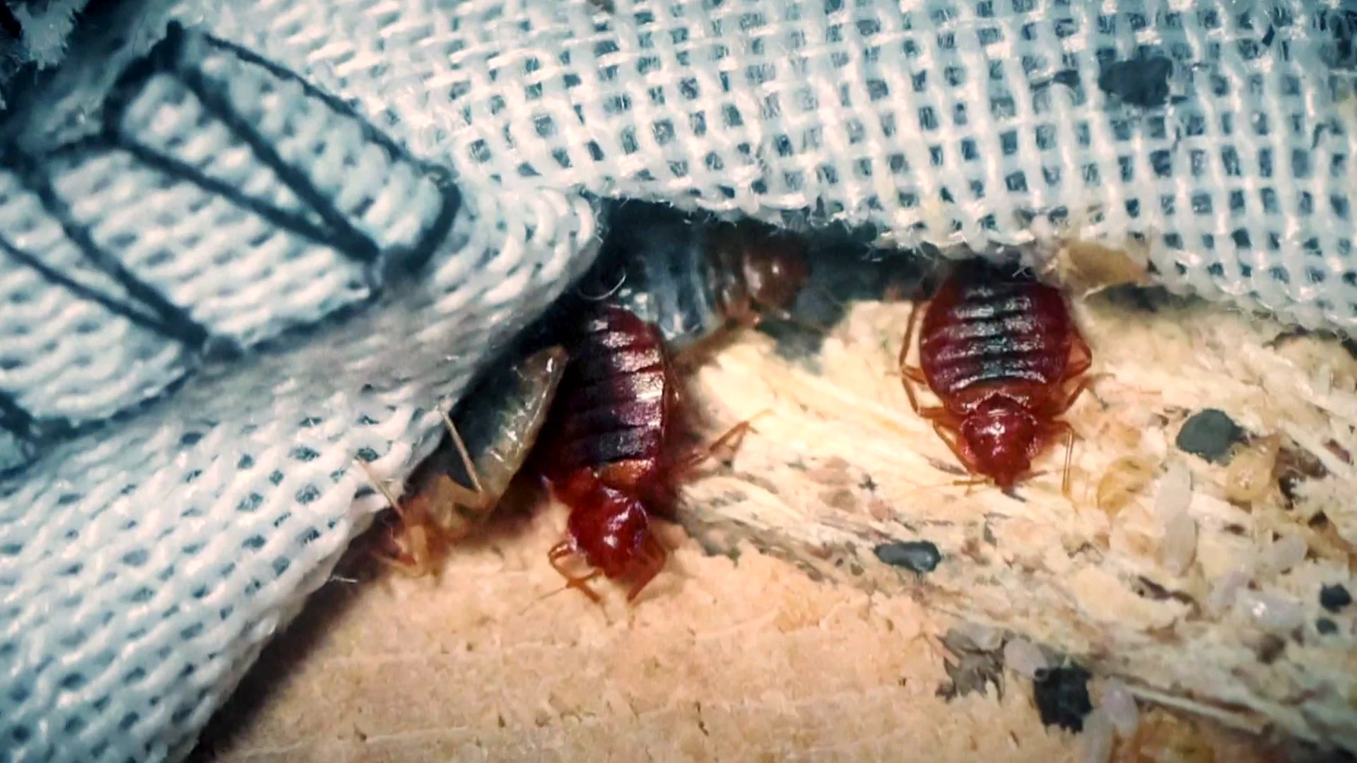 Las chinches llegan a España tras la plaga en Francia: este es el método más efectivo para acabar con ellas Las chinches llegan a España tras la plaga en Francia: este es el método más efectivo para acabar con ellas