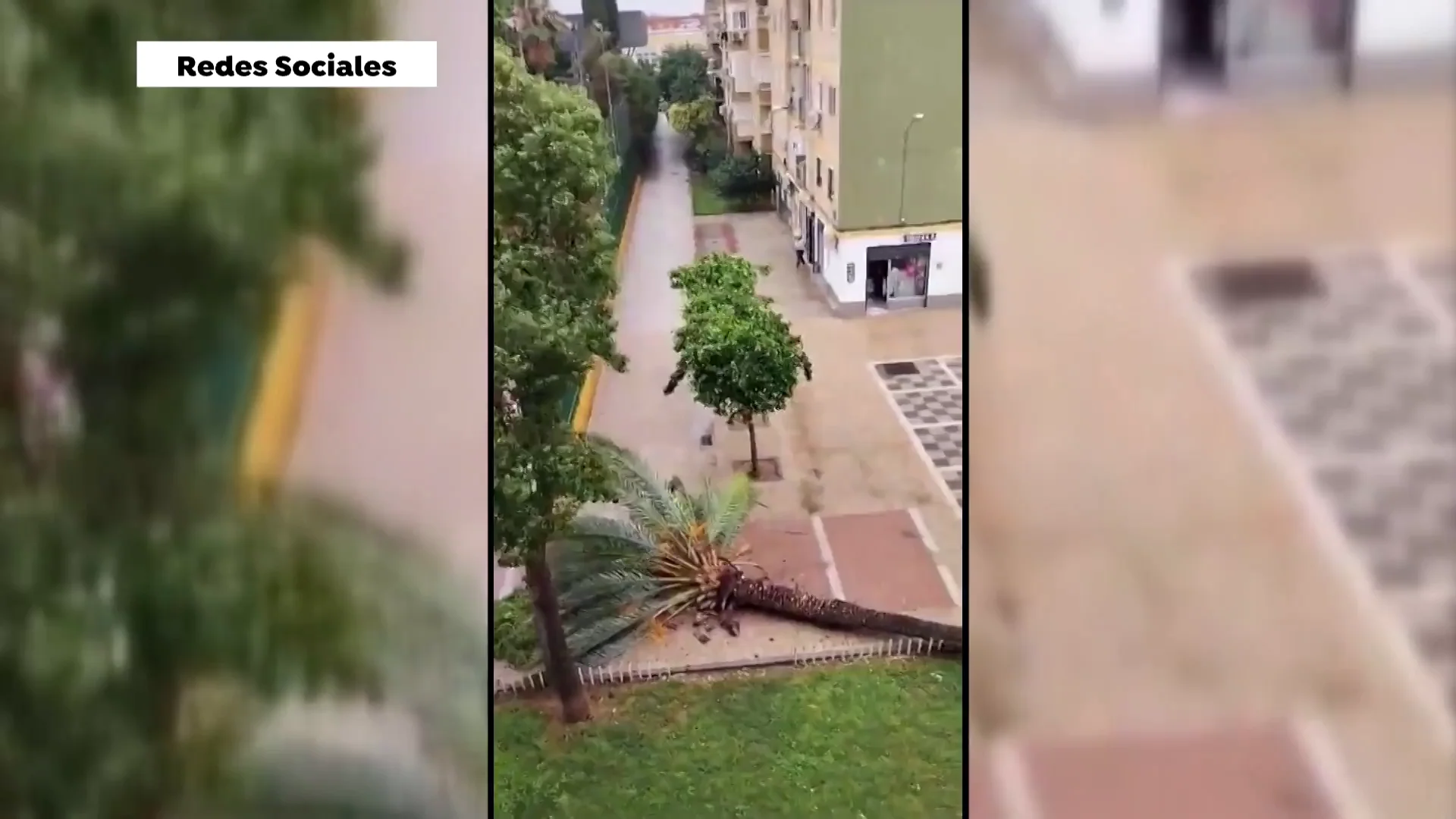 Palmera ca&iacute;da en Sevilla