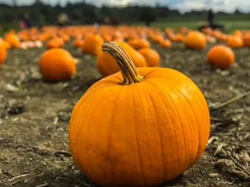 Calabaza Calabaza