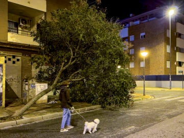 - Una persona pasea junto a su perro ante árbol caído