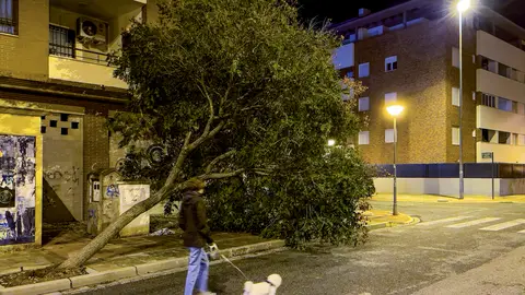 - Una persona pasea junto a su perro ante árbol caído - Una persona pasea junto a su perro ante árbol caído