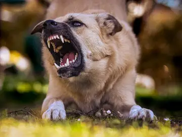 Imagen de un perro mostrando los colmillos