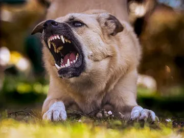 Imagen de un perro mostrando los colmillos Imagen de un perro mostrando los colmillos