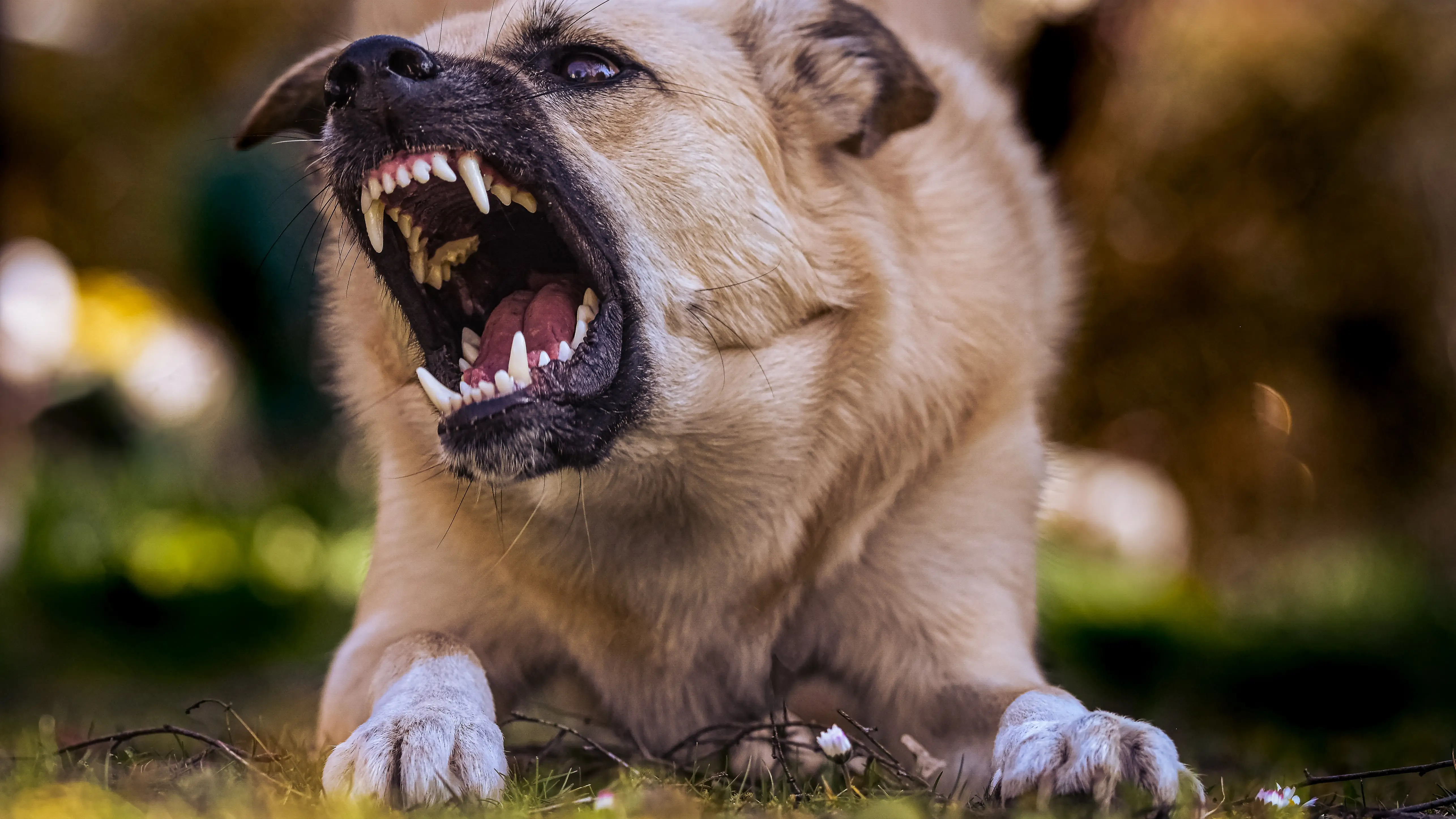 Imagen de un perro mostrando los colmillos