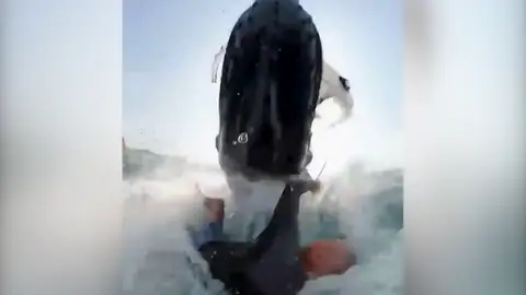 Una ballena impacta contra un surfista en Australia