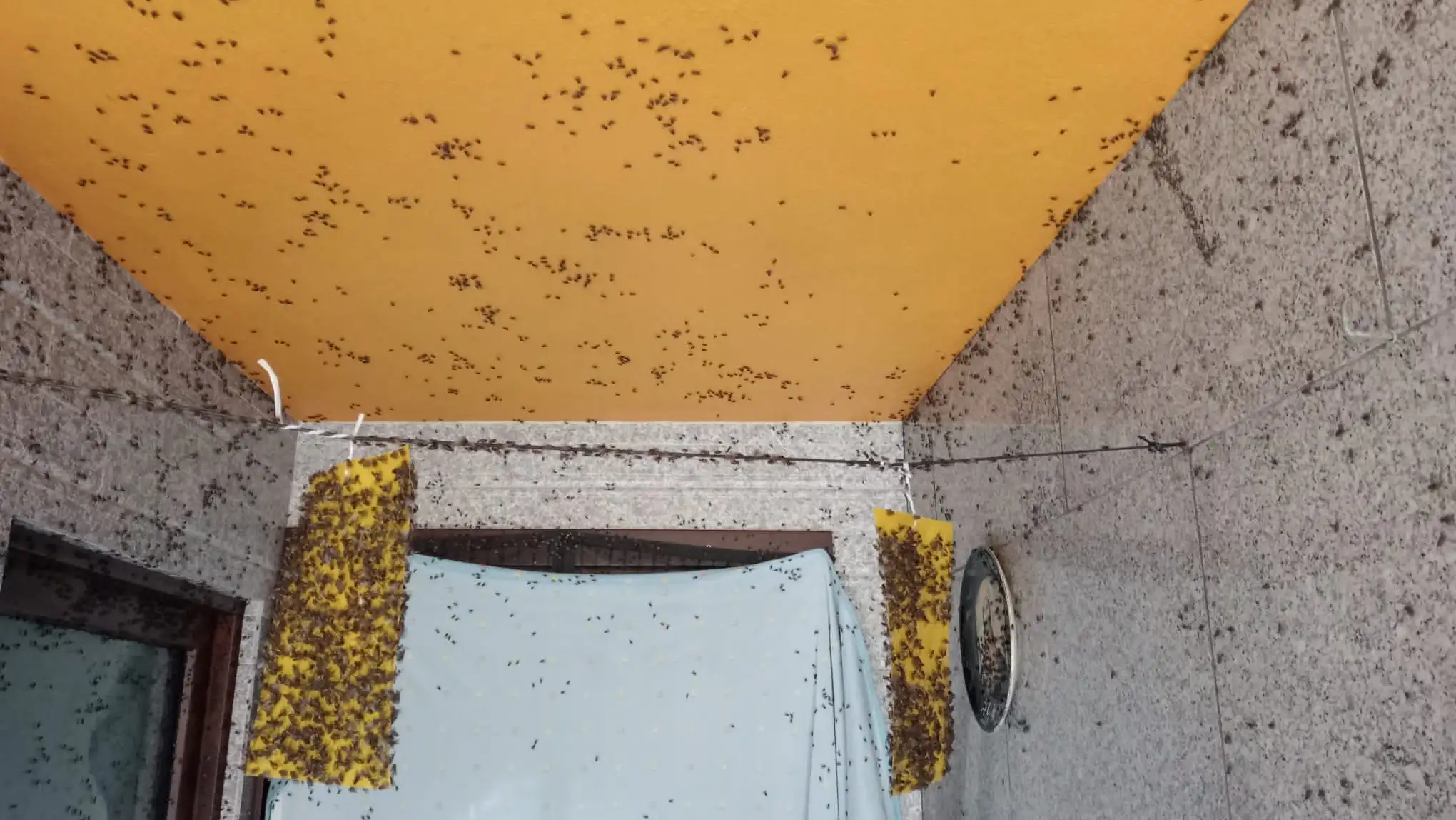 Plaga de moscas Plaga de moscas