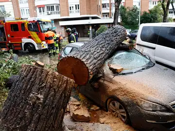 EL fuerte viento del temporal 'Ciarán' causa numerosas caídas de árboles EL fuerte viento del temporal 'Ciarán' causa numerosas caídas de árboles