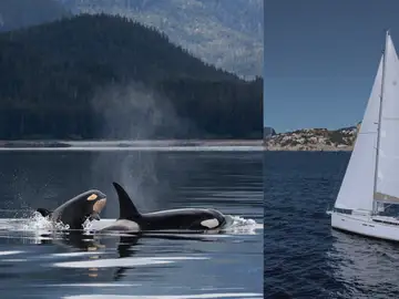 Imagen de unas orcas y del velero afectado. Imagen de unas orcas y del velero afectado.