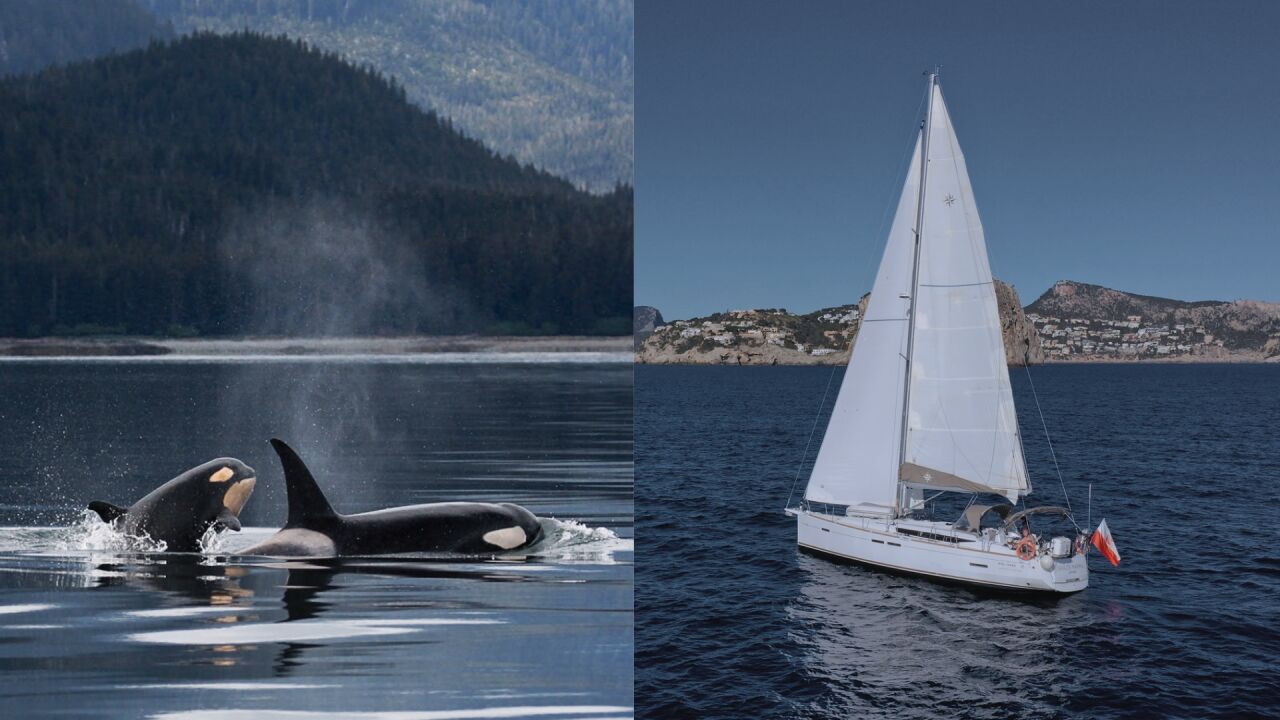 Unas Orcas Hunden Un Velero En El Estrecho De Gibraltar Tras Atacarlo ...